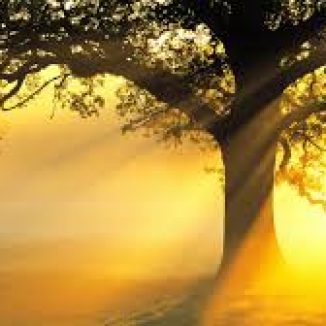 J’ai appris tellement de choses de vous autres, les humains…